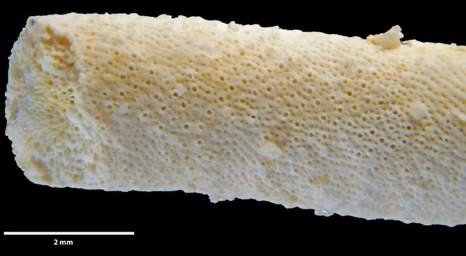 Senckenberg, Bryozoa, Bryozoen, Moostierchen, Sammlung Voigt