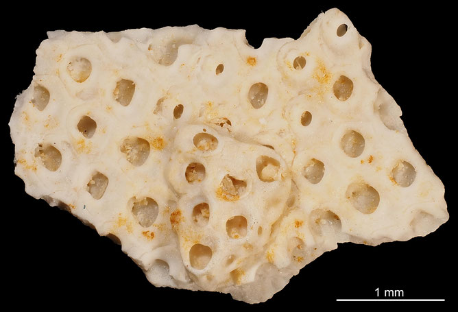 Senckenberg, Bryozoa, Bryozoen, Moostierchen, Sammlung Voigt