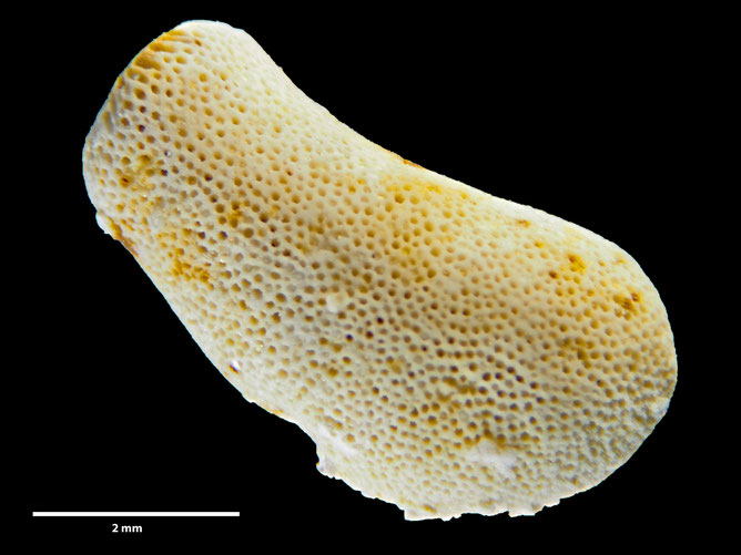 Senckenberg, Bryozoa, Bryozoen, Moostierchen, Sammlung Voigt