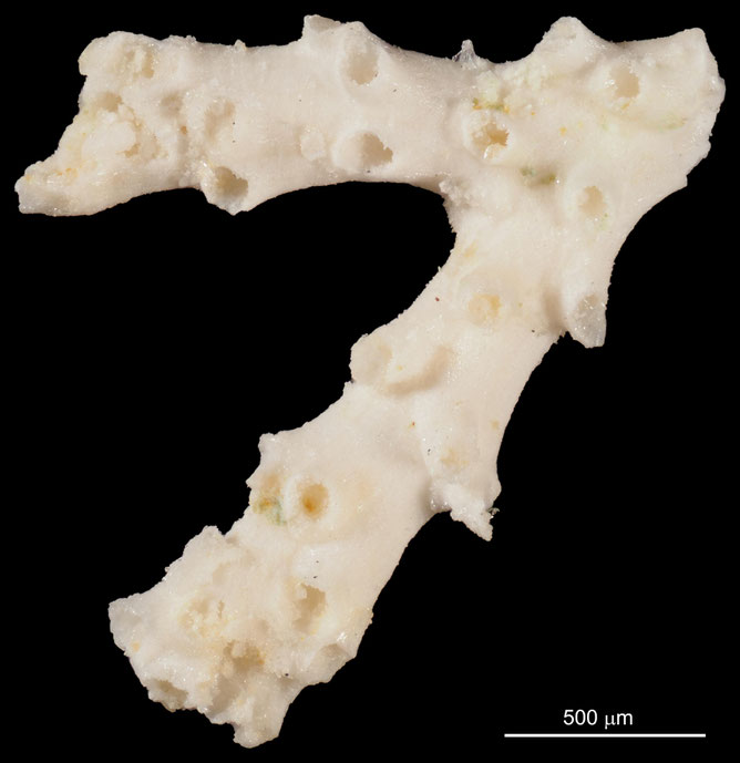 Senckenberg, Bryozoa, Bryozoen, Moostierchen, Sammlung Voigt