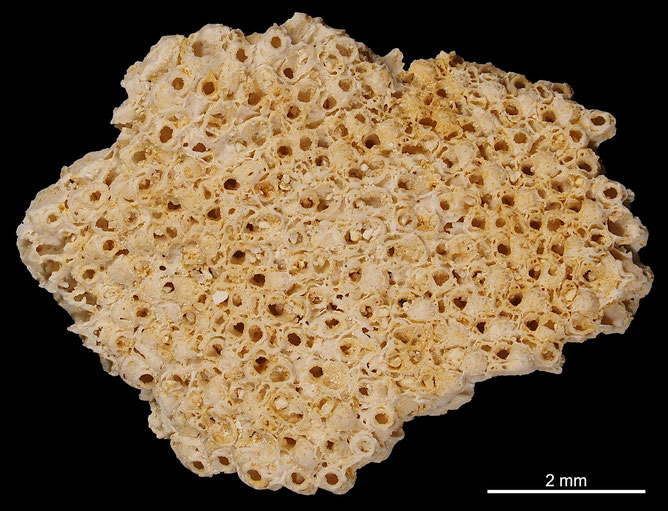 Senckenberg, Bryozoa, Bryozoen, Moostierchen, Sammlung Voigt