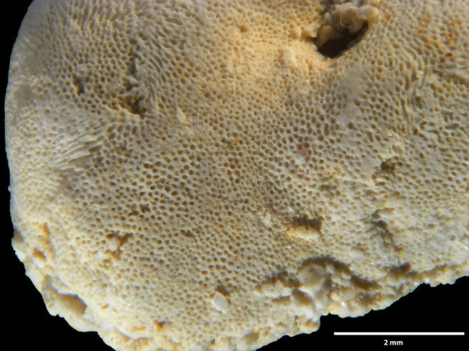 Senckenberg, Bryozoa, Bryozoen, Moostierchen, Sammlung Voigt