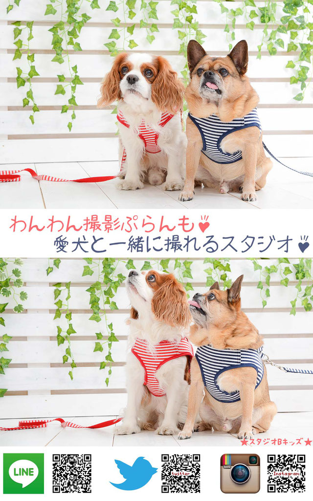 ペット ペット同伴可 ペットと一緒 撮影 愛知 名古屋 犬 記念写真 猫 GW ゴールデンウィーク フォトスタジオ 写真館 七五三 早撮り 2017 愛知 名古屋 西区 お宮参り・赤ちゃん・卒業記念・卒園記念・入園祝い・入学祝い・百日祝い・ハーフバースデー・節句・お誕生日・家族写真・子供写真 各種記念写真 プロの品質 名古屋市西区 フォトスタジオ 写真館 スタジオB「スタジオビーキッズ」へ