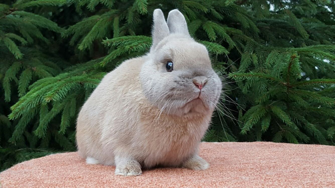 Farbenzwerge - Zwergkaninchenzucht Friedrich, Wernigerode