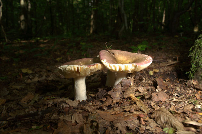 champignon rusule macrophoto