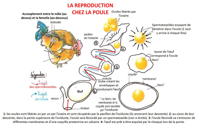 La reproduction chez la poule. Source: modifié par CLERC.