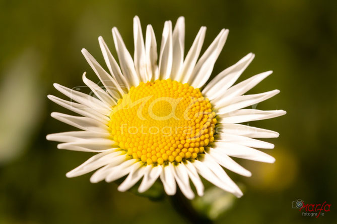 Wiesenblumen