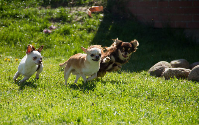 Chi-Love.de| Chihuahua von den kleinen Piraten