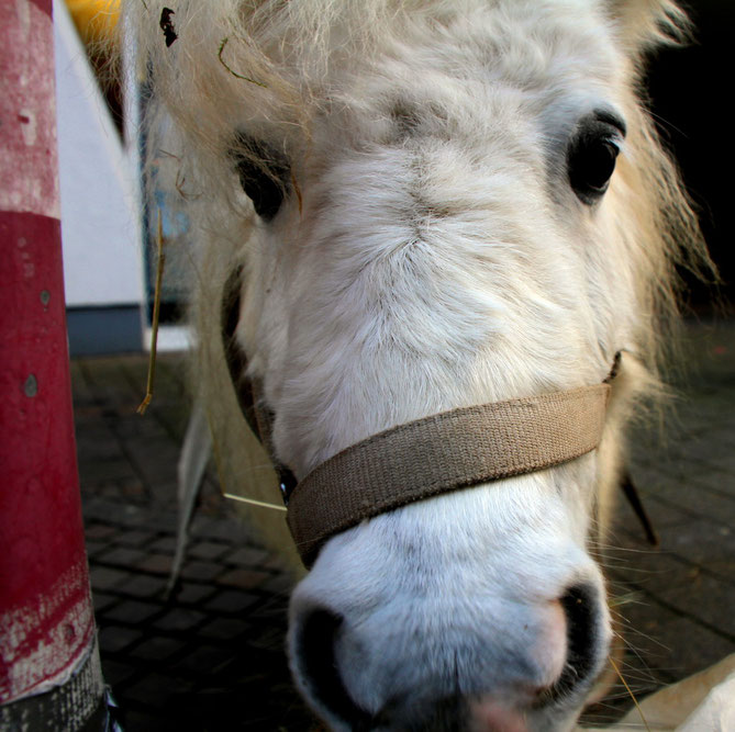 Pony aus Merzig