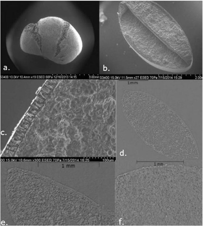 seed coat thickness synchrotron