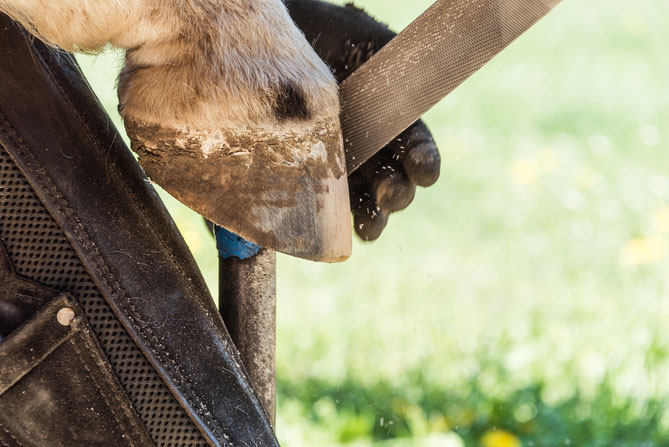 Hufkurs Horsemanshipcenter klaudia duif barhuf pferdehuf pferdehof duif hufbearbeitung