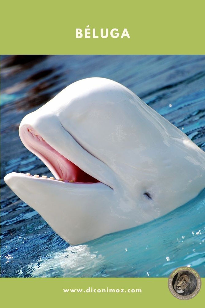 beluga fiche animaux mammiferes marins comportement poids taille alimentation repartition