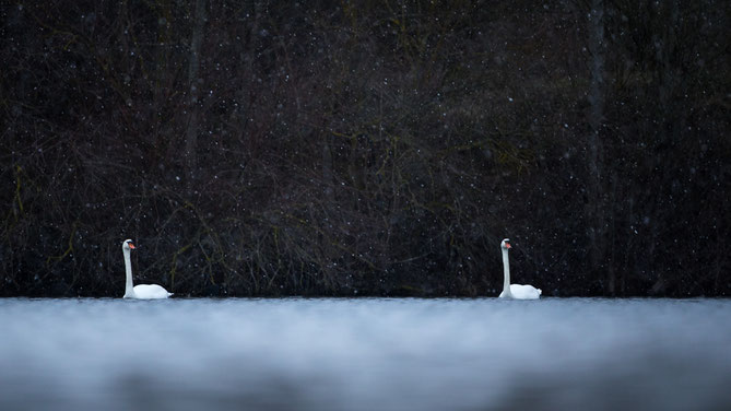 Sebastian Vogel, winter, schnee, vogelfoto, schwan