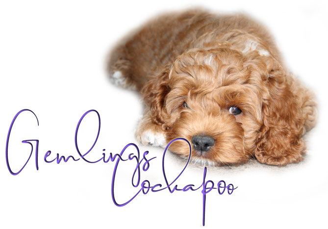 Gemlings Cockapoo - Cockapoo Züchter in NRW