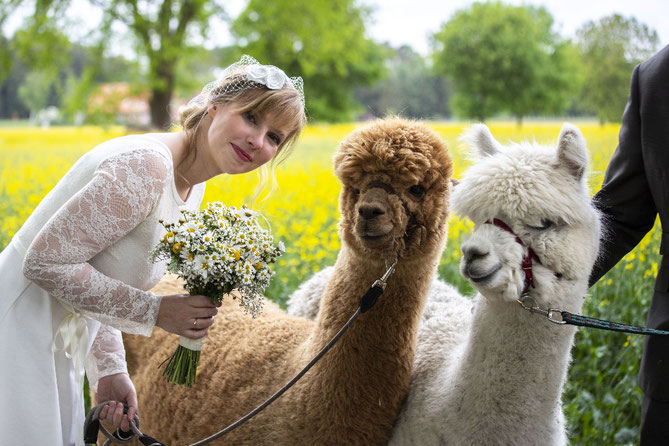 Wedding Shooting bei den Seelenheil-Alpakas