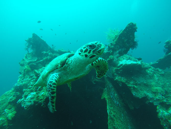 Schildkröte, Tauchen, Bali, 2017, Unterwasserschildkröte, USS Liberty, Wrack, Tauchgang, Liberty, Zwei auf Achse