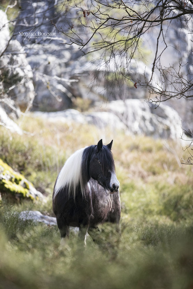 Tinker, Irish Cob, Monika Bogner Photography, Fotoshooting mit Pferd, Pferdefotografie