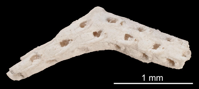 Senckenberg, Bryozoa, Bryozoen, Moostierchen, Sammlung Voigt