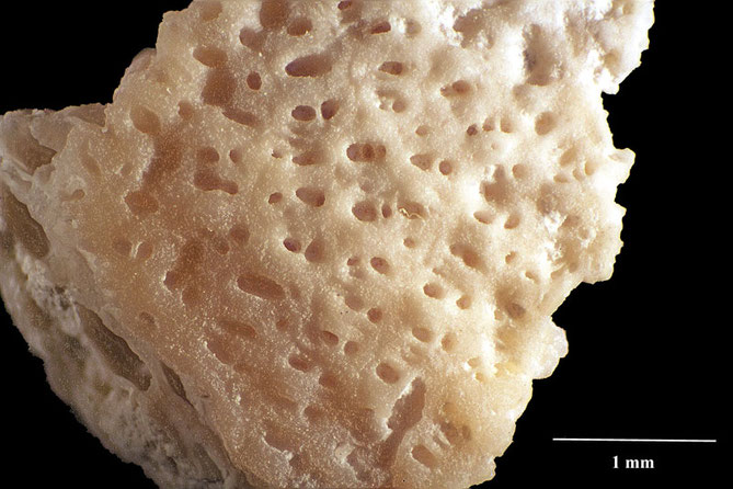 Senckenberg, Bryozoa, Bryozoen, Moostierchen, Sammlung Voigt