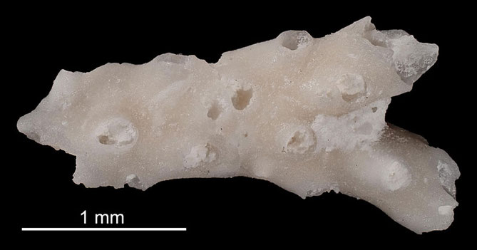 Senckenberg, Bryozoa, Bryozoen, Moostierchen, Sammlung Voigt