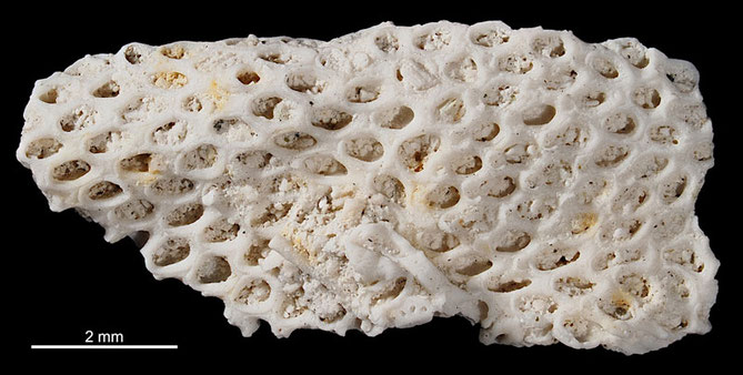 Senckenberg, Bryozoa, Bryozoen, Moostierchen, Sammlung Voigt