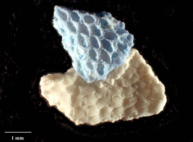 Senckenberg, Bryozoa, Bryozoen, Moostierchen, Sammlung Voigt