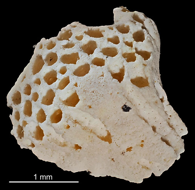 Senckenberg, Bryozoa, Bryozoen, Moostierchen, Sammlung Voigt