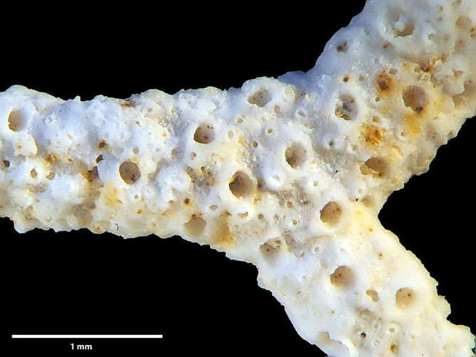 Senckenberg, Bryozoa, Bryozoen, Moostierchen, Sammlung Voigt