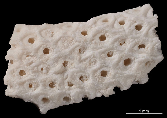 Senckenberg, Bryozoa, Bryozoen, Moostierchen, Sammlung Voigt