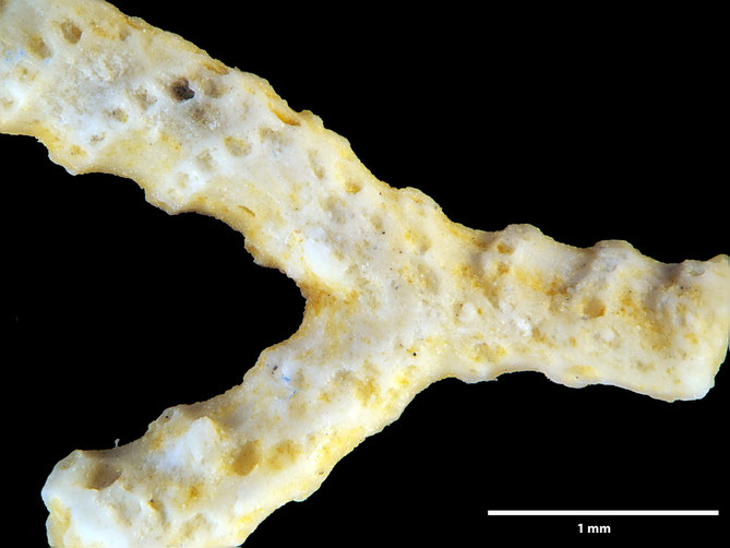 Senckenberg, Bryozoa, Bryozoen, Moostierchen, Sammlung Voigt