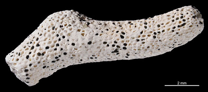 Senckenberg, Bryozoa, Bryozoen, Moostierchen, Sammlung Voigt