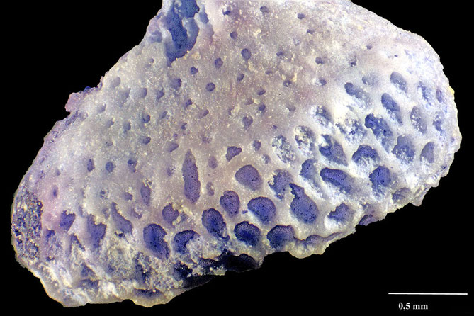 Senckenberg, Bryozoa, Bryozoen, Moostierchen, Sammlung Voigt