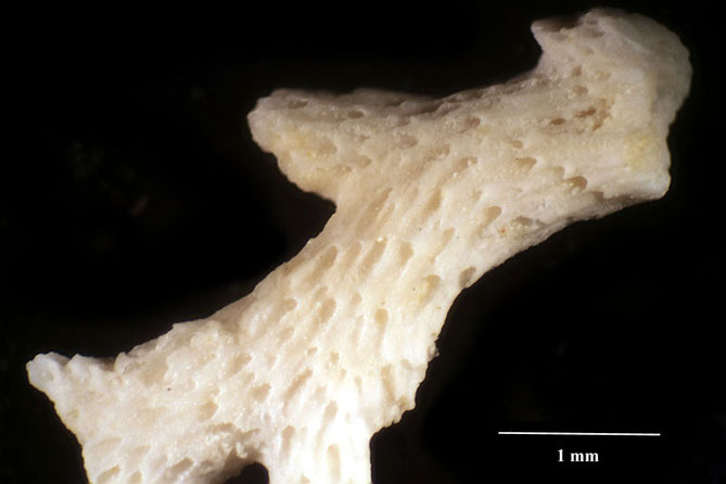 Senckenberg, Bryozoa, Bryozoen, Moostierchen, Sammlung Voigt