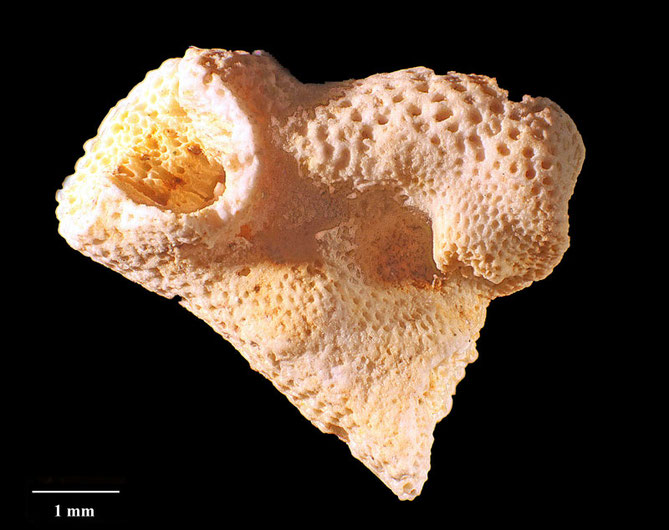 Senckenberg, Bryozoa, Bryozoen, Moostierchen, Sammlung Voigt