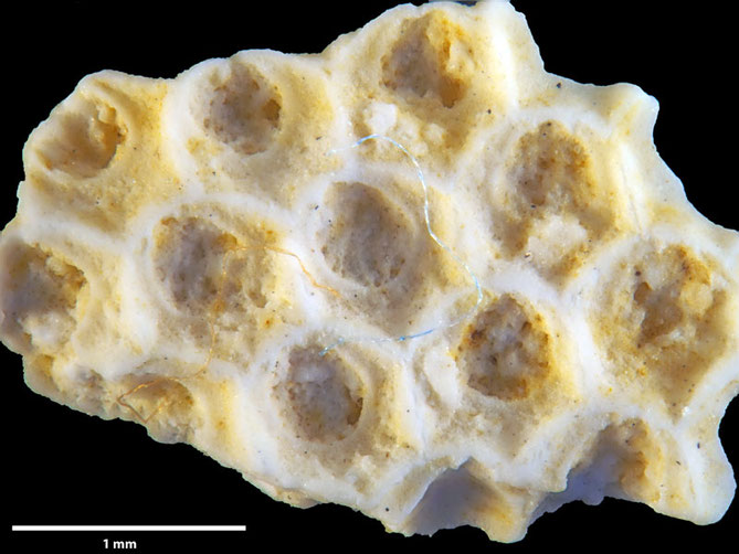 Senckenberg, Bryozoa, Bryozoen, Moostierchen, Sammlung Voigt