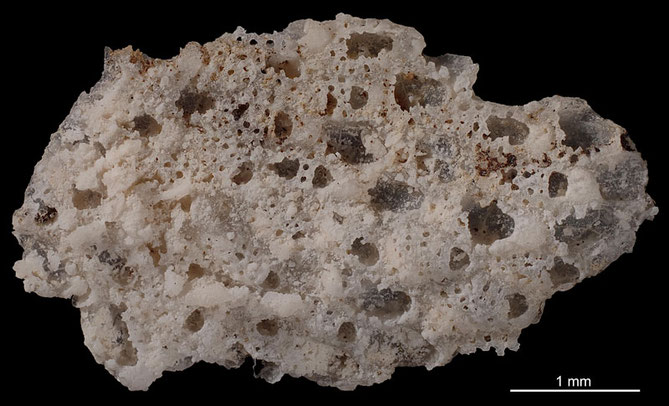 Senckenberg, Bryozoa, Bryozoen, Moostierchen, Sammlung Voigt