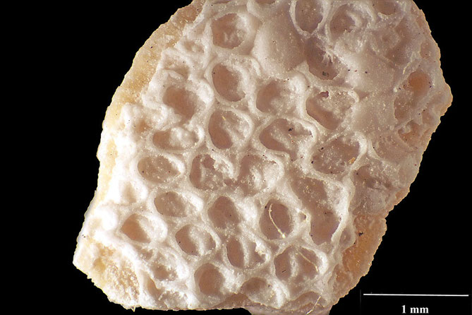 Senckenberg, Bryozoa, Bryozoen, Moostierchen, Sammlung Voigt