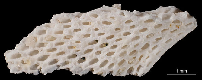 Senckenberg, Bryozoa, Bryozoen, Moostierchen, Sammlung Voigt