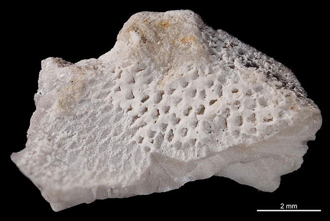 Senckenberg, Bryozoa, Bryozoen, Moostierchen, Sammlung Voigt