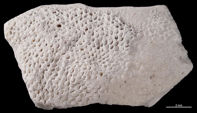 Senckenberg, Bryozoa, Bryozoen, Moostierchen, Sammlung Voigt