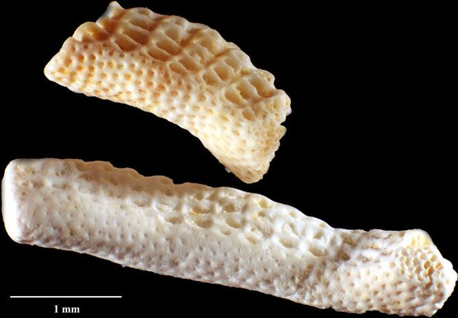 Senckenberg, Bryozoa, Bryozoen, Moostierchen, Sammlung Voigt