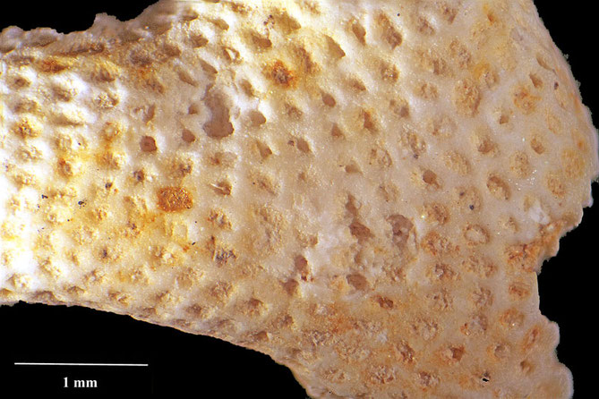 Senckenberg, Bryozoa, Bryozoen, Moostierchen, Sammlung Voigt