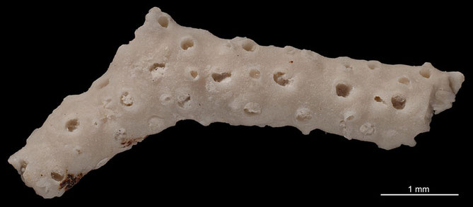 Senckenberg, Bryozoa, Bryozoen, Moostierchen, Sammlung Voigt