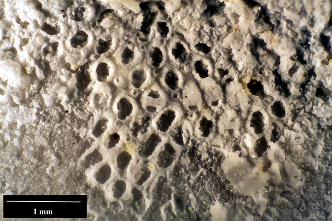 Senckenberg, Bryozoa, Bryozoen, Moostierchen, Sammlung Voigt