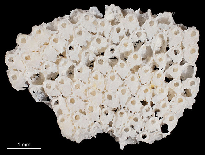 Senckenberg, Bryozoa, Bryozoen, Moostierchen, Sammlung Voigt