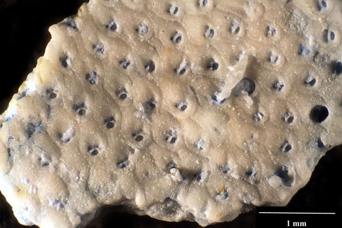 Senckenberg, Bryozoa, Bryozoen, Moostierchen, Sammlung Voigt