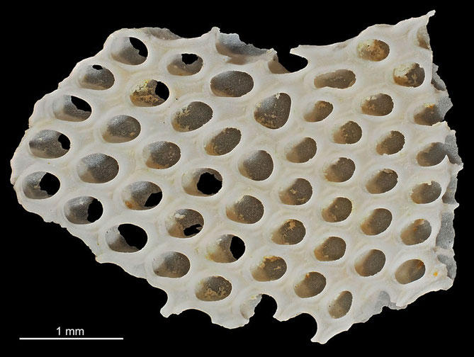 Senckenberg, Bryozoa, Bryozoen, Moostierchen, Sammlung Voigt