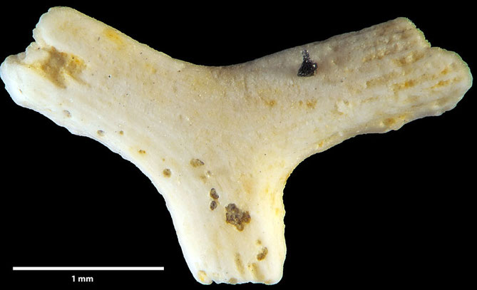 Senckenberg, Bryozoa, Bryozoen, Moostierchen, Sammlung Voigt