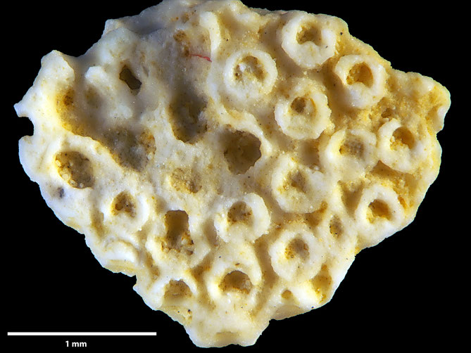 Senckenberg, Bryozoa, Bryozoen, Moostierchen, Sammlung Voigt