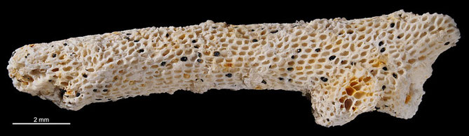 Senckenberg, Bryozoa, Bryozoen, Moostierchen, Sammlung Voigt